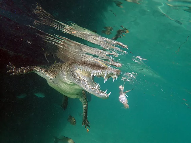 American crocodile lunges after a bait of chicken used to lure the animal out of its hiding place in the mangroves. Photo by Vladimir Gudzev.