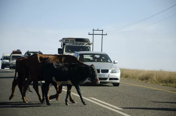 Cows on road