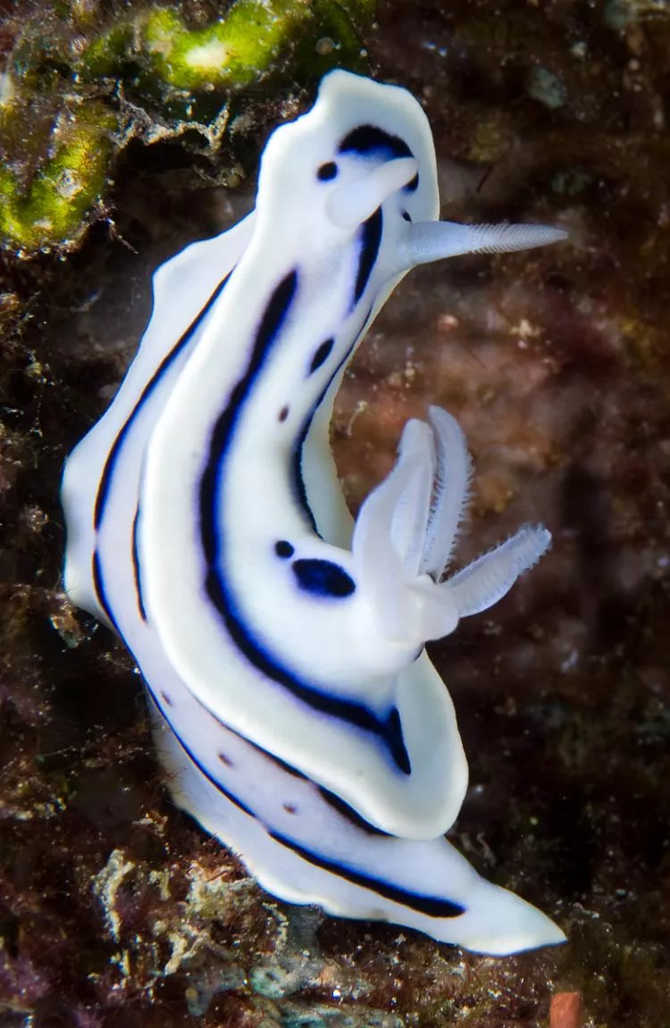 Chromodoris lochi nudibranch, Solomon Islands. Photo by Steve Jones