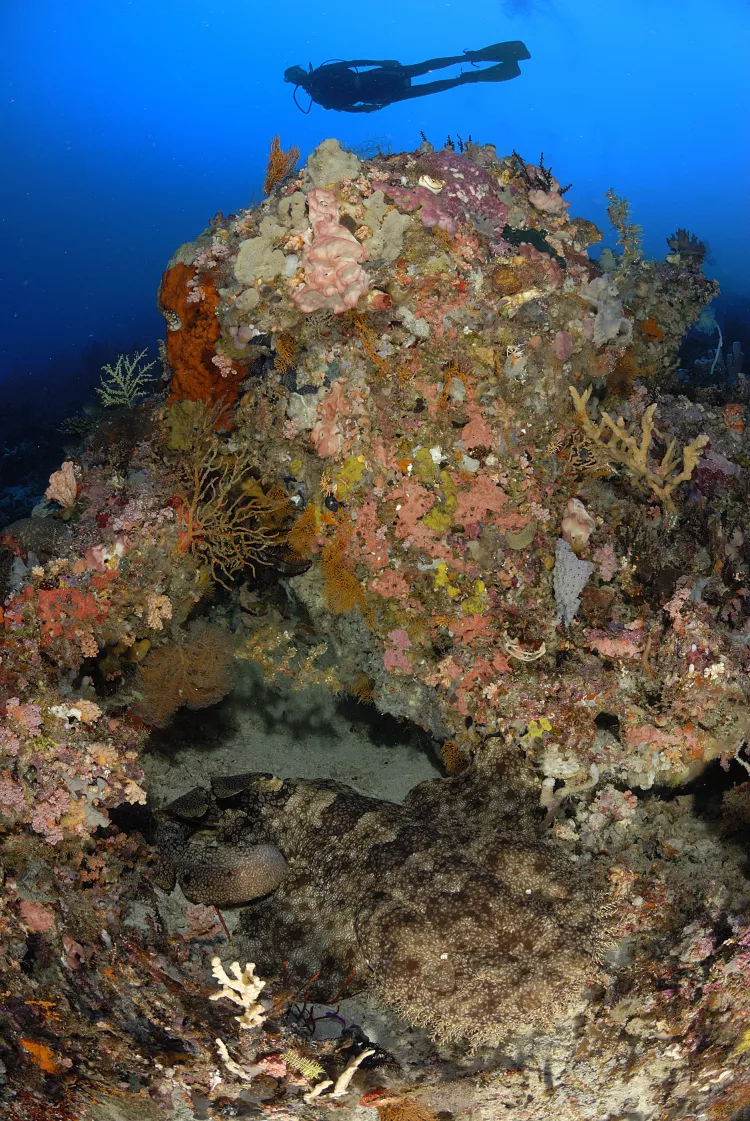 Hiding wobbegong