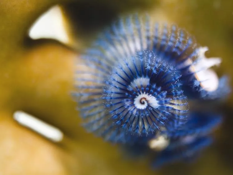 Christmas tree worm, photo by Rico Besserdich