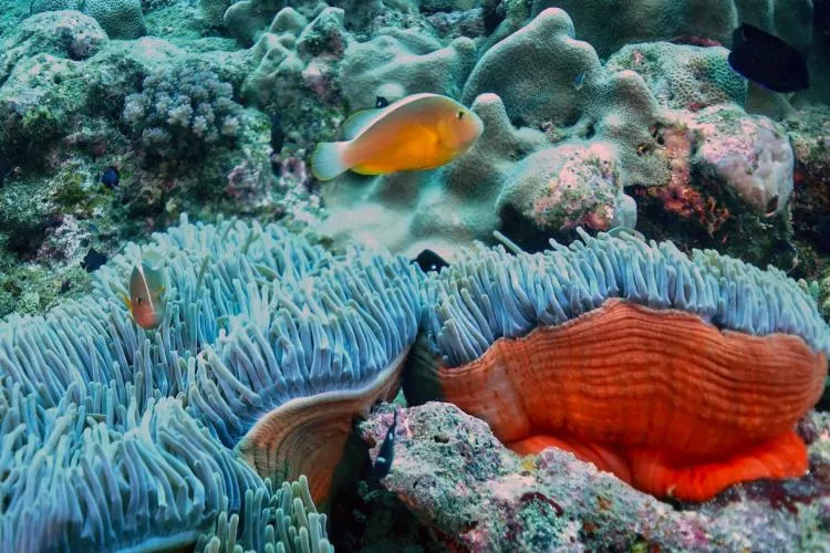 Skunk anemonefish in magnificent sea anemone at Passe Saziley, Mayotte. Photo by Pierre Constant