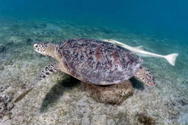 Green turtle, with remora attached, at N’Gouja Beach, Mayotte. Photo by Pierre Constant