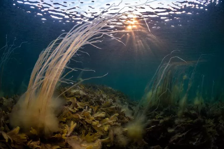 Dive Environment category, First Place: Fredrik Blomqwist