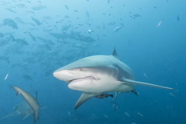 Bull shark with fishing hook stuck in its mouth, Pacific Harbor, Fiji. Photo by Matthew Meier