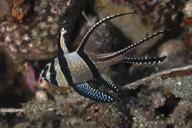 Banggai cardinal fish.