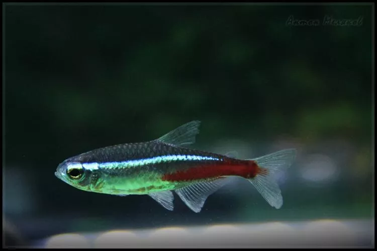 Tetra fish