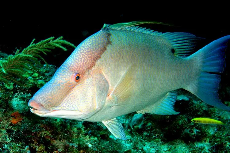 The hogfish, also known as boquinete, doncella de pluma or pez perro in Mexico is a species of wrasse native to the Western Atlantic Ocean