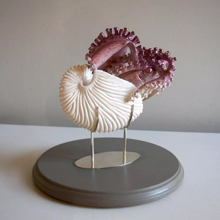 Argonaut Argo, Argonautidae, by Marguerita Hagan. Hand-built ceramic, sterling and wood base, 5.75 x 5.25 x 2.5in