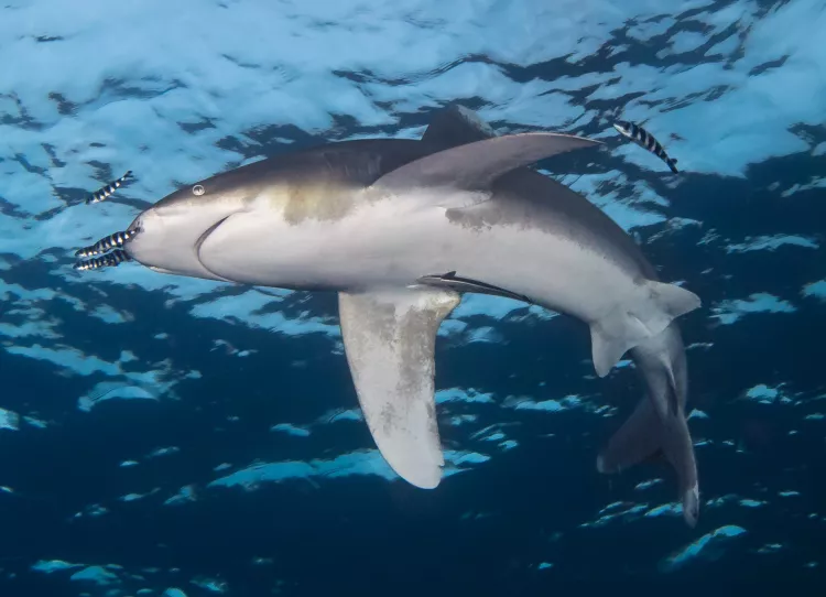 Oceanic whitetip shark with pilot fish and remora, swimming overhead. Photo by Matthew Meier.