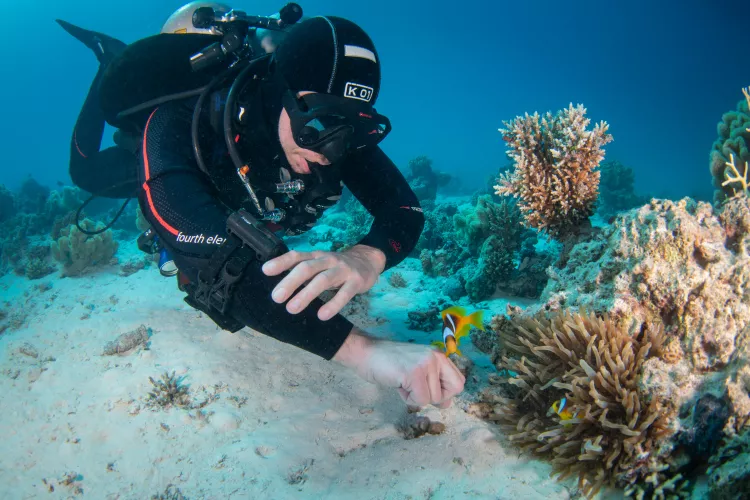 Close-up of the anemonefish, which seems to be fist-bumping (fin-bumping?) my dive buddy. Photo by Brandi Mueller.