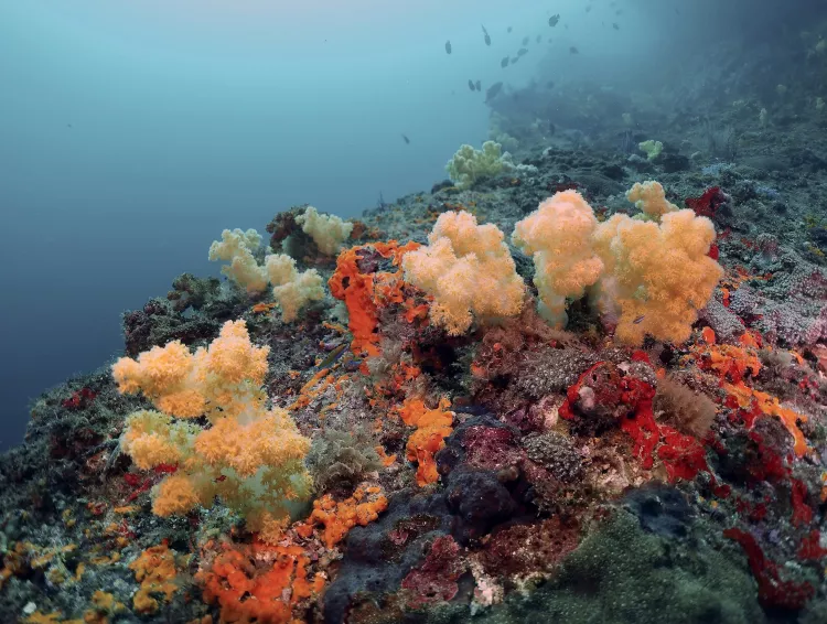 Yellow soft corals on wall dive at Abu Rashid. Photo by Pierre Constant.