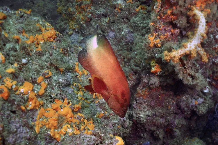 The endemic yellowfin hind. Photo by Pierre Constant.