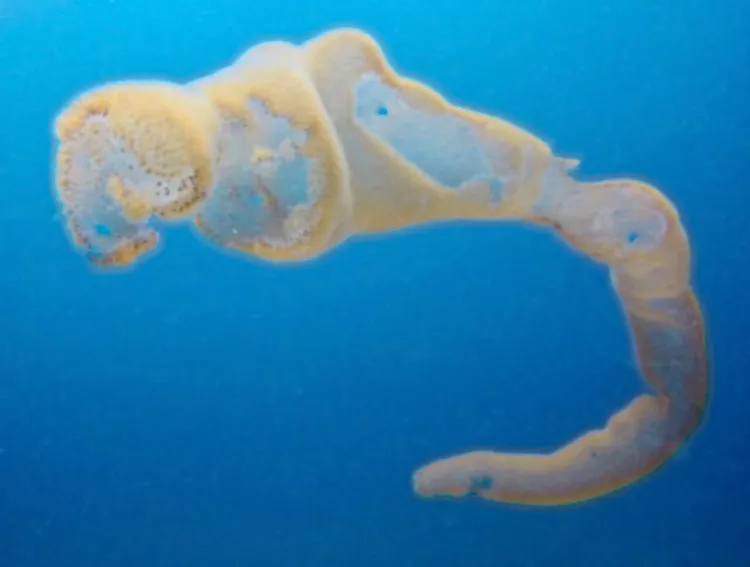 Pyrosome, Jupiter, Florida, USA. 