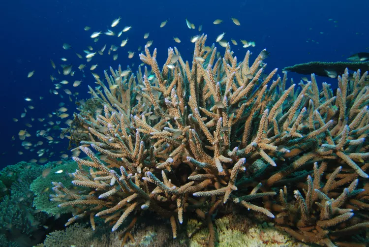 Staghorn coral